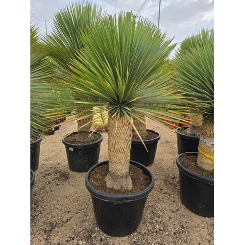Yucca Rostrata St 60/70